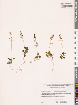 MAG 0023873