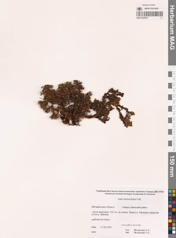 MAG 0023876