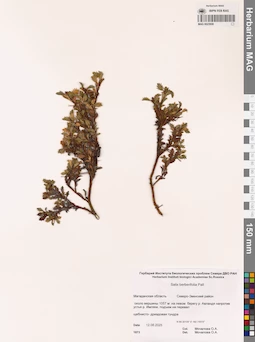 MAG 0023908