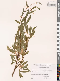 MAG 0023913
