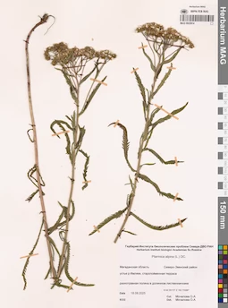 MAG 0023914