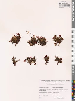 MAG 0023916