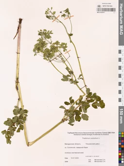 MAG 0023917