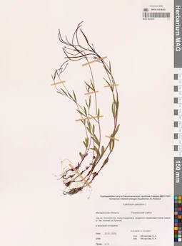 MAG 0023919