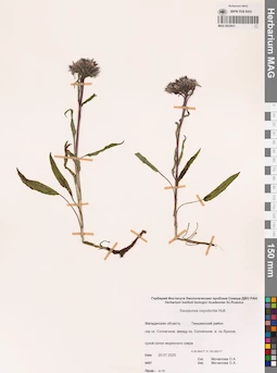 MAG 0023931