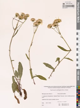 MAG 0023932