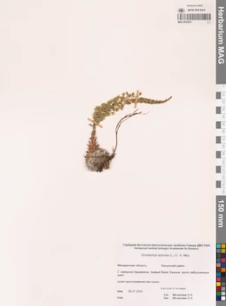 MAG 0023937