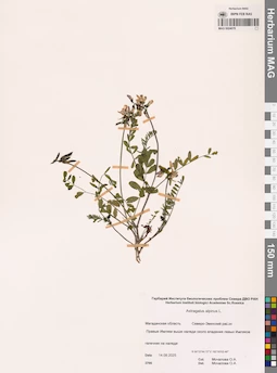 MAG 0024078