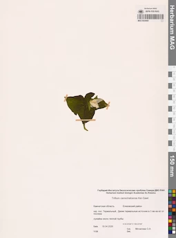 MAG 0024082