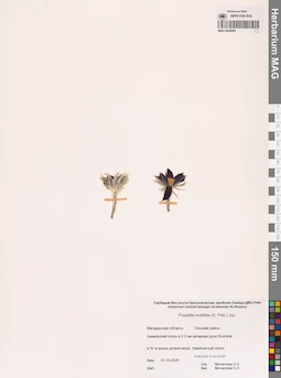 MAG 0024084