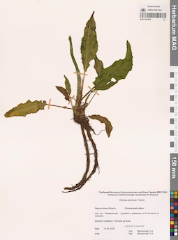 MAG 0024085