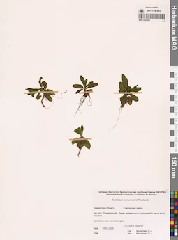 MAG 0024086