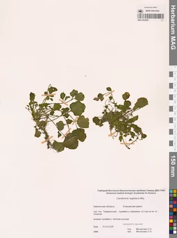 MAG 0024087
