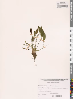 MAG 0024089