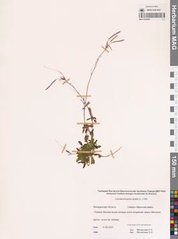 MAG 0024091