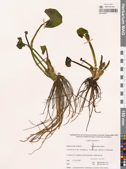 MAG 0024075