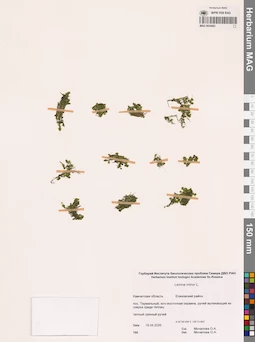 MAG 0024063