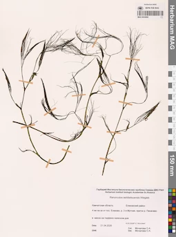 MAG 0024066