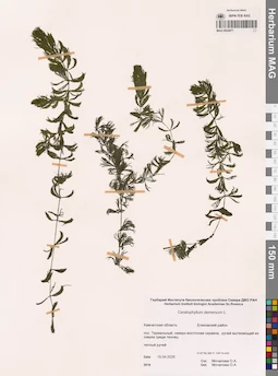 MAG 0024071