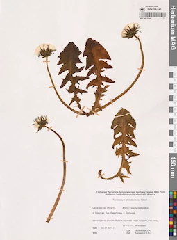MAG 0012284