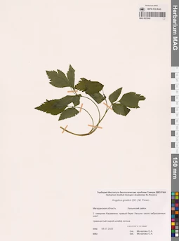 MAG 0023940
