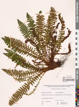 MAG 0023941