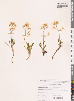 MAG 0023956