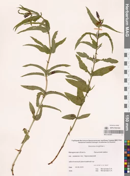 MAG 0023957