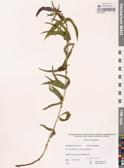 MAG 0023958