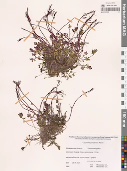 MAG 0023959