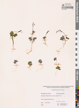 MAG 0023962