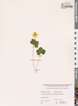 MAG 0023963