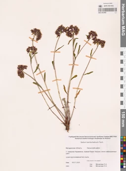 MAG 0023969