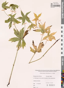 MAG 0023974