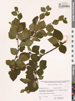 MAG 0023979