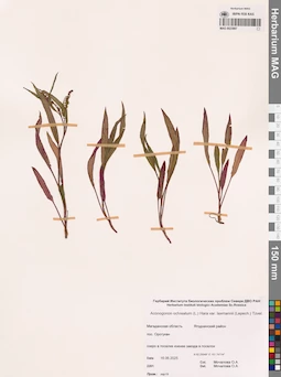 MAG 0023987