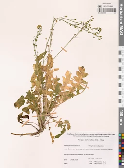 MAG 0023995