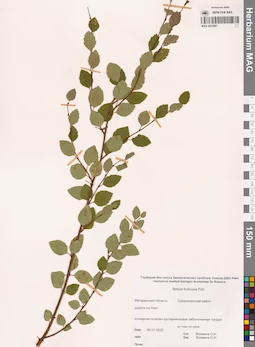 MAG 0023997