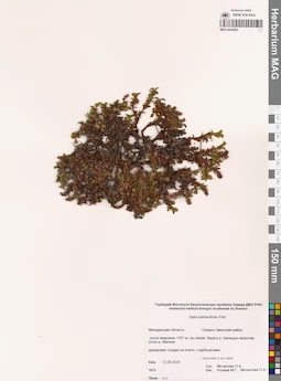 MAG 0024002