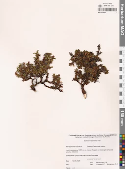 MAG 0024003