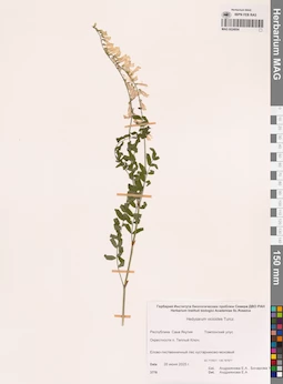 MAG 0024004