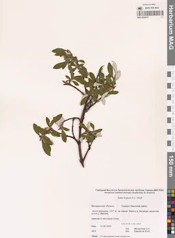 MAG 0024012