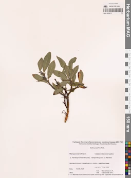 MAG 0024013