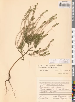 MAG 0006426