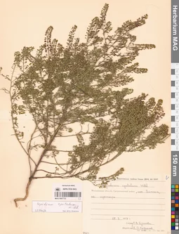 MAG 0007733