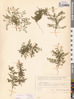 MAG 0007772