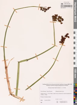 MAG 0024142