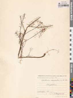 MAG 0007741