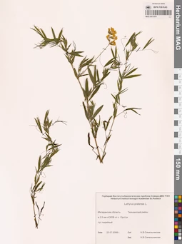 MAG 0011074