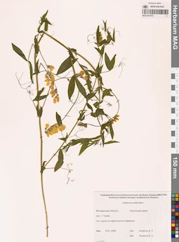 MAG 0011072